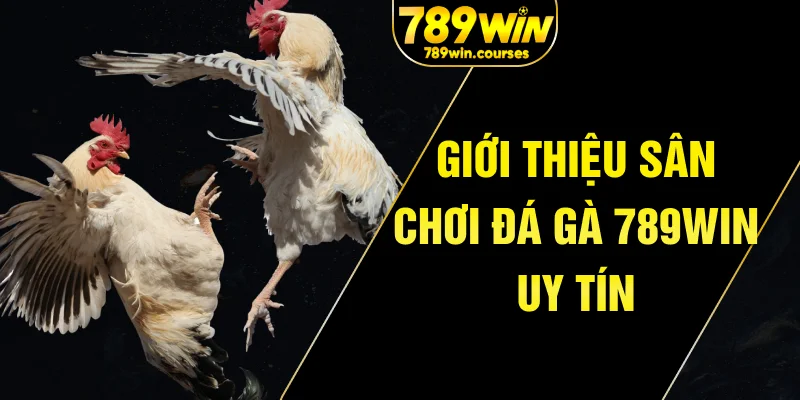 Giới thiệu sân chơi đá gà 789win uy tín